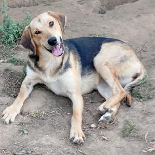 Mina / Status sucht ein Zuhause