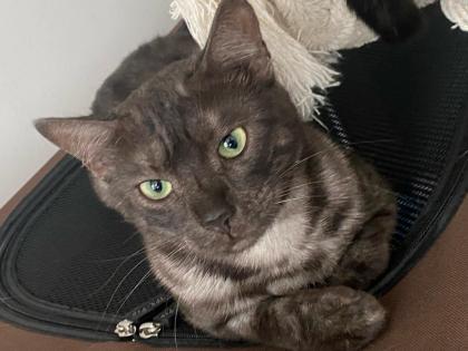 Zwei hauskatzen bengal