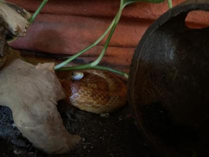 Wunderschönes Terrarium mit 2 Kornnattern 0. 0. 2. abzugeben