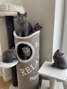 Zauberhafte BKH Kitten