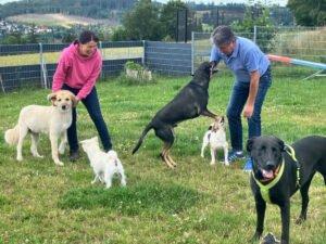 NICKI - männlich 4 Jahre 62 cm 40 kg Perro de Pastor Mallorquin Gechipt Kastriert