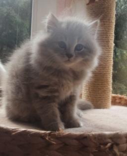 Edelmixkitten Katerchen 14. 01. 23