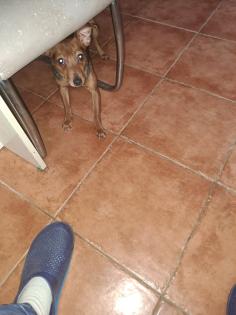 Zwergpinscher junghündin