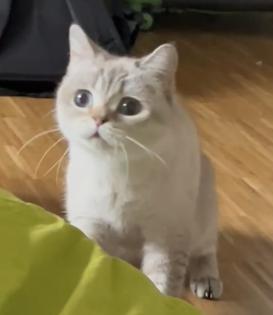 Nur noch 2 Kittens suchen liebevolle Zuhause