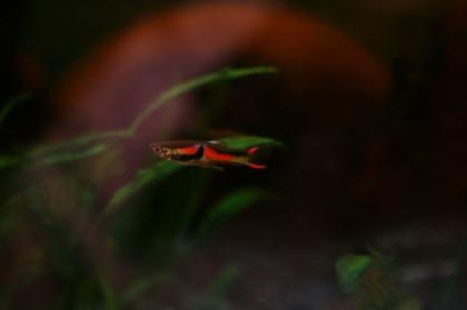 Endler Guppys -lebendgebärende Zahnkarpfen.