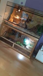 4 Kornnattern mit HolzTerrarium und Deko
