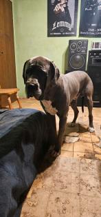 2 Doggen suchen dringend neues Zuhause