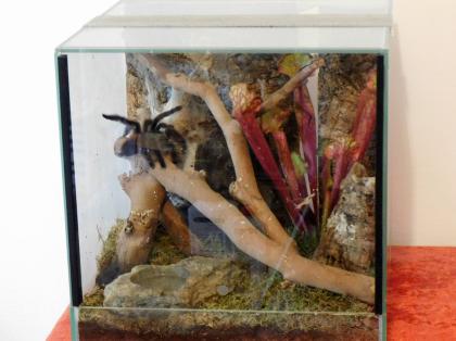 Avicularia versicolor / Caribena versicolor - Weibchen adult - mit Terrarium
