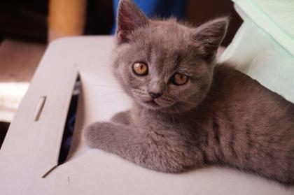 Britisch Kurzhaar Kitten