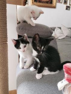 Katzenbabys Kitten abzugeben