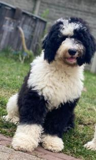 Sheepadoodle Welpen