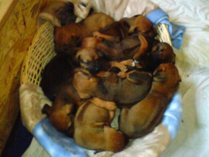Rhodesian Ridgeback-Welpen