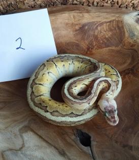 Mehrere Königspythons Regius abzugeben in Soest/Nrw