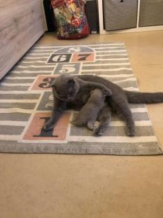 Baby Katzen