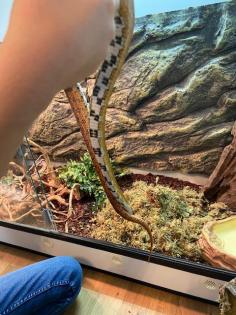 Kornnatter, 2 Jahre alt mit großem Terrarium abzugeben