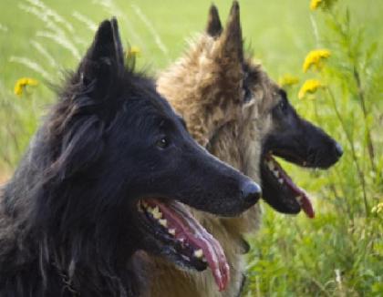 Tervueren Welpen, kindfreundlicher belgischer Schäferhund, langharig