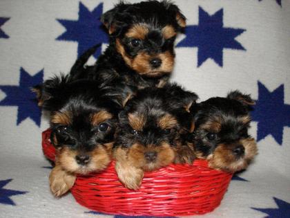 Yorkshire Terrier Welpen zu verkaufen