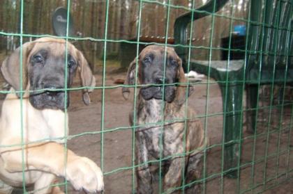 Deutsche Doggen Welpen