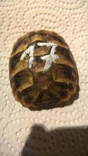 Griechische Landschildkröten Nachzucht 2021