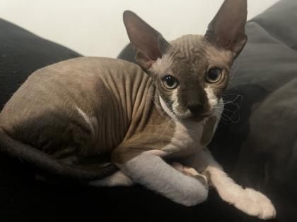 Super süße Can. Sphynx Kitten such ein Zuhause