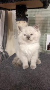 Ragdoll Kitten