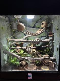 Terrarium und Kronengecko mit komplettem Zubehör