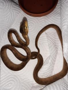 Gartenboa Corallus hortulanus