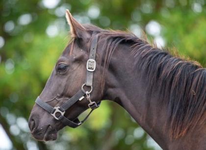 Zweijähriger, roher Trakehner Junghengst