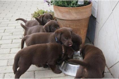 VDH/VK FCI Labrador welpen mit papiere