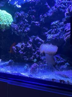 Meerwasser Aquarium