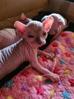 Sphynx Elf Stammbaum blau Augen Kanadische Katze