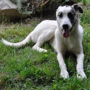 Zola / Status sucht ein Zuhause