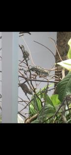 Chamäleon/ Pantherchamäleon/ Furcifer pardalis/ Nosy Faly