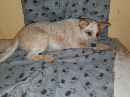 Australien Cattle Dog Mix, Texas Heeler, Australien Cattle dog x Shepard
