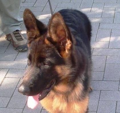 7 Monate alter Deutscher Schäferhund Rüde mit Papieren