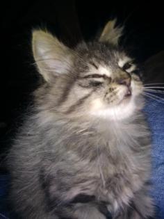 2 bezaubernde Main-Coon Mix Mädel sitzen auf gepacktem Koffer