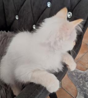 Verschmuste Kuschelmäuse Sibirische Waldkatze Neva Masquarade Hl. Birma creme-Point