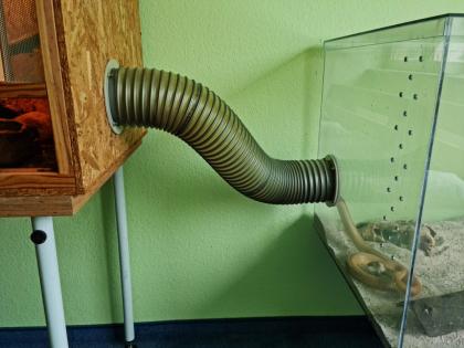 Zwei liebe Kornnattern mit kompletten Terriarium suchen ein neues Zuhause