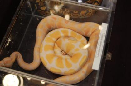 2, 3 Albino und Piebald Königspython jung tiere