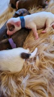 Jack Russel Terrier Welpen