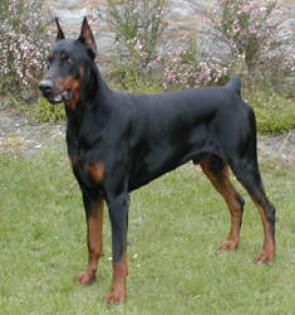 Verkaufe Dobermannrüde