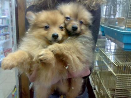 Spitz welpen