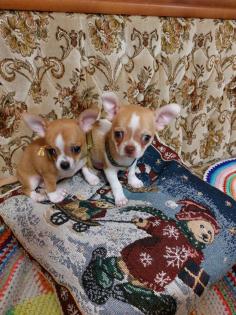 Zwei Chihuahua Welpen