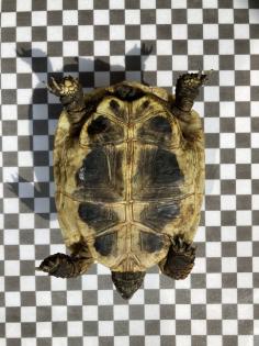 3 Griechische Landschildkröten NZ 2022