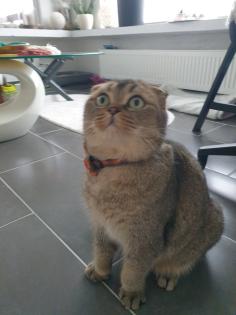 Kastrierter Kater Scottisch Fold 4 Jahre alt