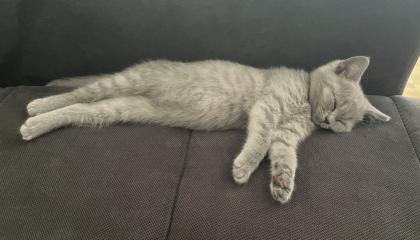 BKH Kitten Blue Katzenbaby grau
