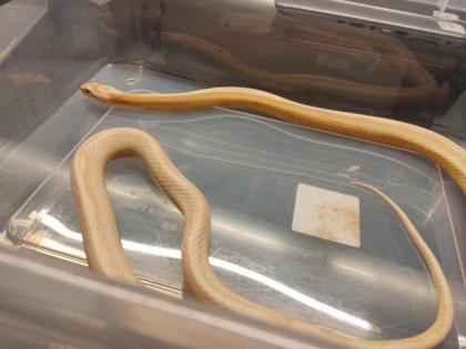 7 Kornnattern Weibchen Pied Sided Bloodred High White, Candycane, Anery Sunkisse
