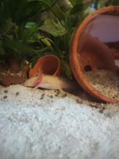 Axolotl jungtiere suchen ein neues Zuhause