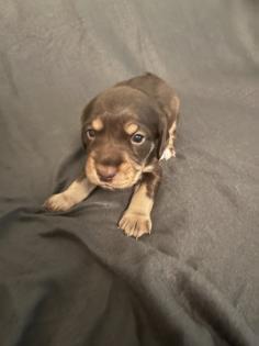 Beagle Cocker Spaniel Welpen