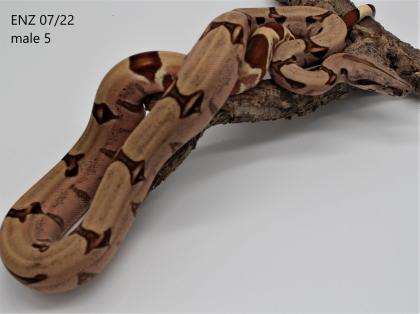 5. 3 Salmon Hypo Boa 50 F1 Generation Guyana Redtail